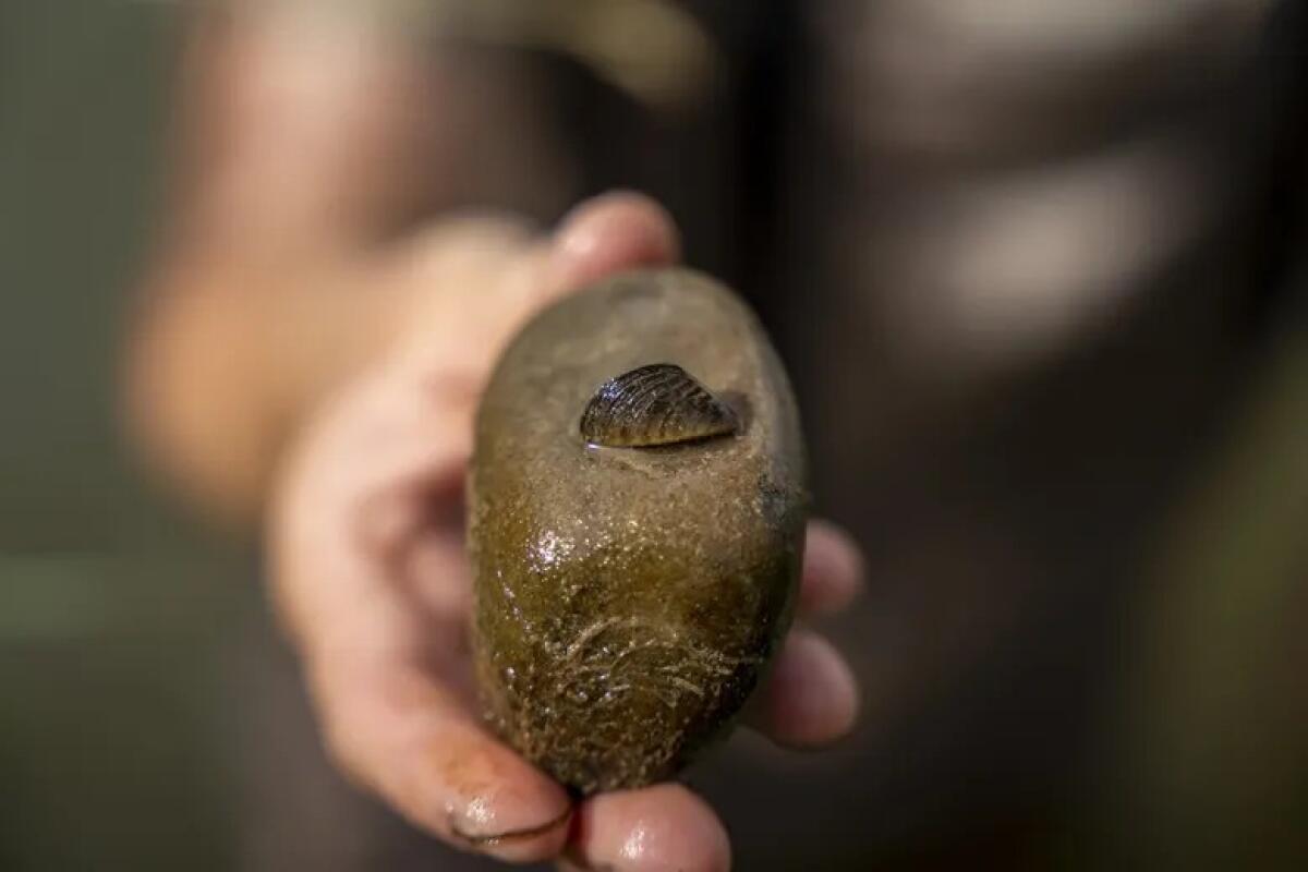 Adult zebra mussel on a rock. Colorado Parks and Wildlife confirmed the presence of adult zebra mussels, a rapidly spreading invasive species, in the Colorado River in September 2025.