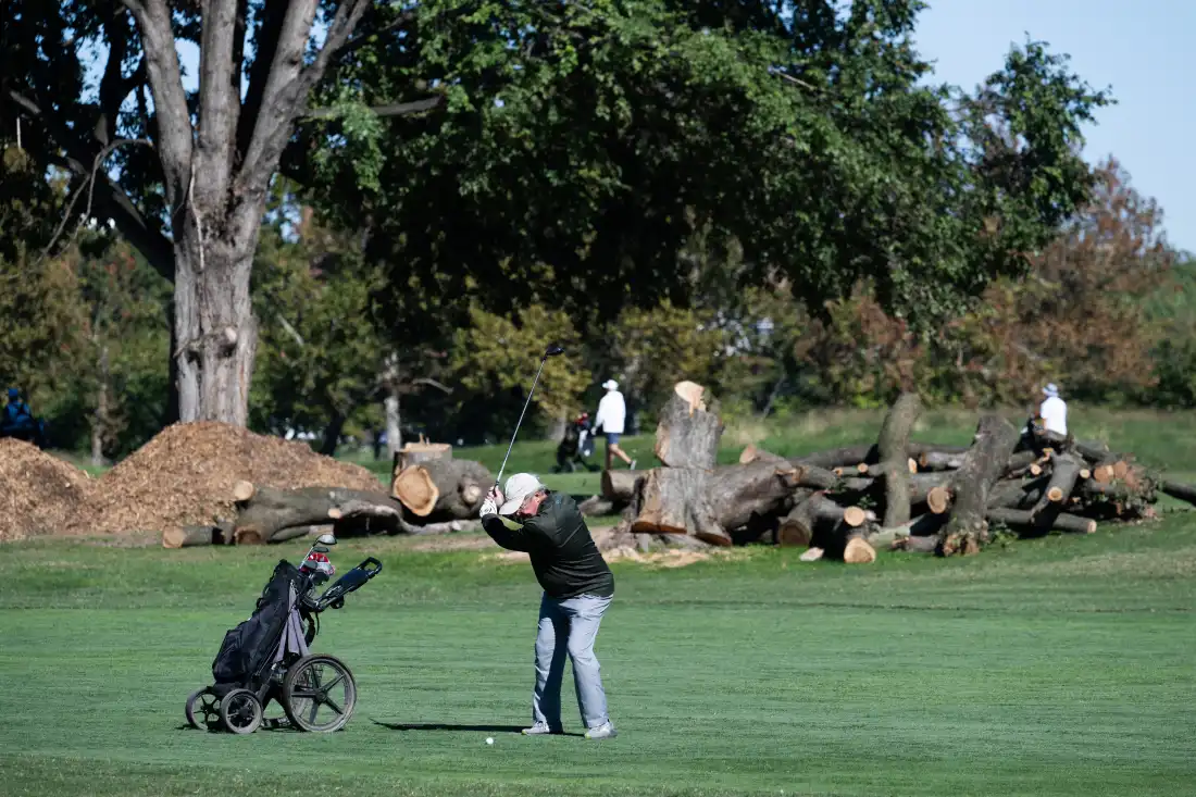 A golfer plays near some of the trees that were cut down at East Potomac earlier this month.