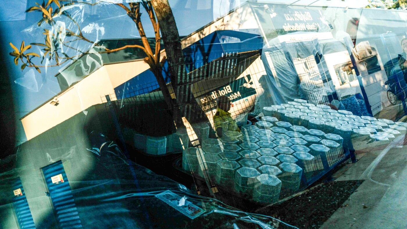 Get ready, Brazil. The 'good mosquitoes' are coming