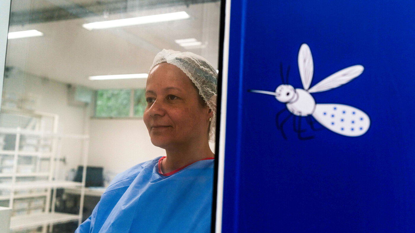 Butuca Get ready, Brazil. The 'good mosquitoes' are coming : Goats and Soda : NPR