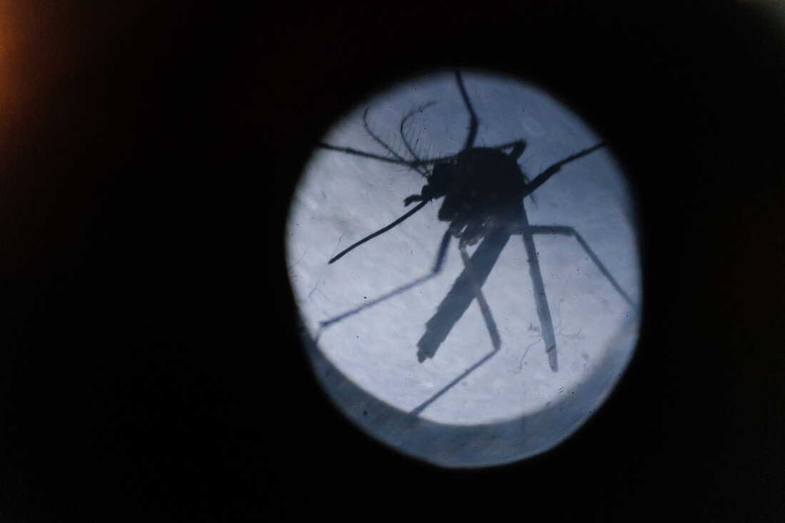 Butuca Get ready, Brazil. The 'good mosquitoes' are coming : Goats and Soda : NPR