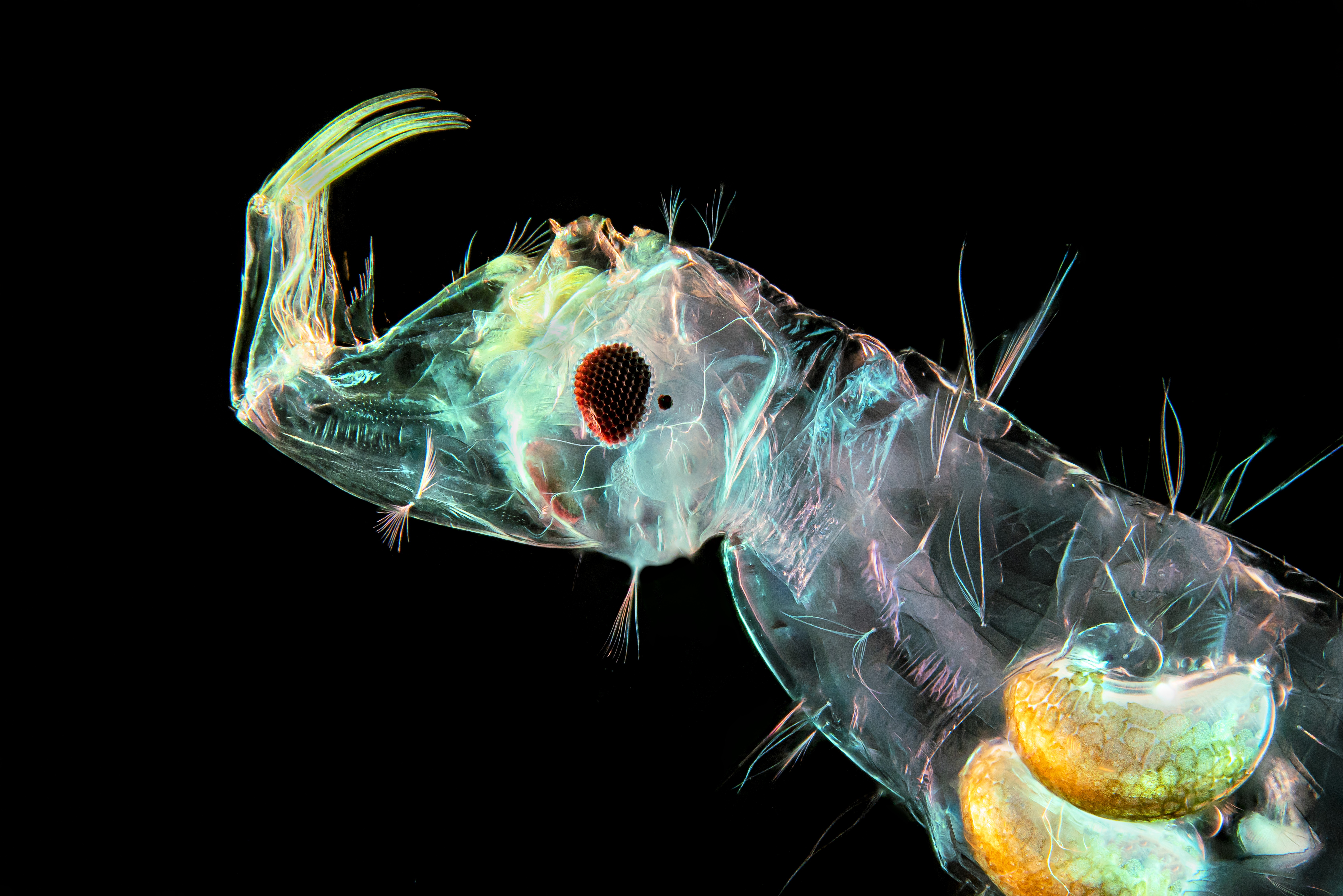 A phantom midge larva. Midges can spread Oropouche virus. "They