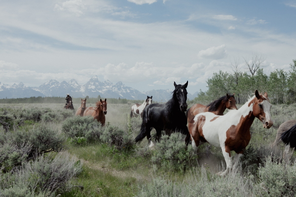A half dozen horses run through sagebrush with the Grand Teton mountains in the background.
