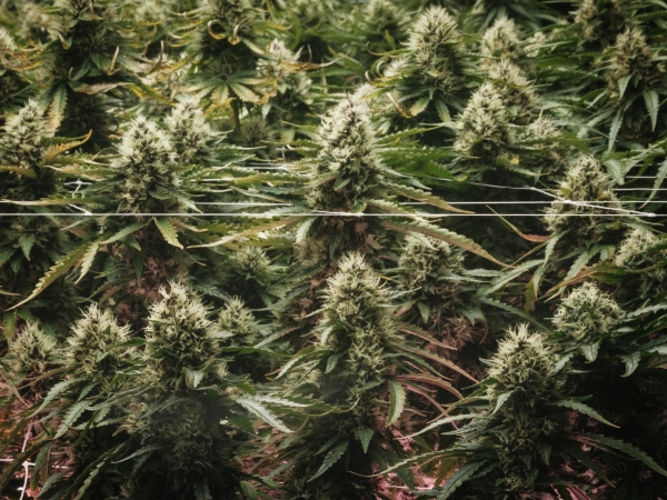 Voters could make recreational weed legal in a majority of U.S. states