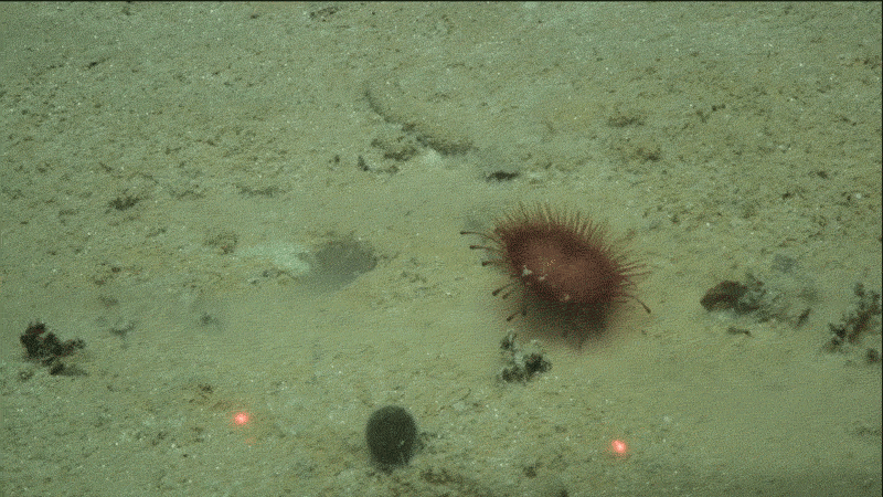 President Trump is looking to spur the deep sea mining industry to compete with China's control of the critical metals market. Critics point out that the U.S. currently has no facilities to process deep sea nodules and that some companies are now developing batteries that don't depend on rare metals.