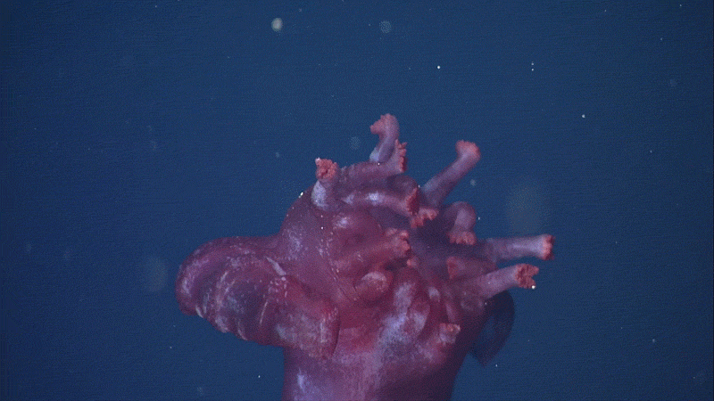 Countries are negotiating rules to mine the deep sea. The U.S. is pushing ahead alone