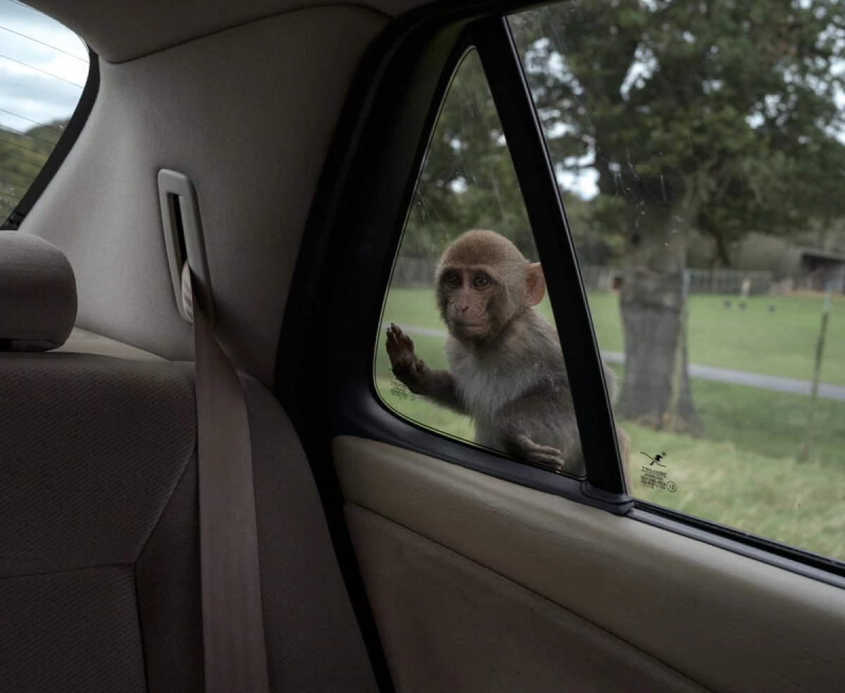 Rhesus macaque monkey, Longleat Adventure and Safari Park, U.K. Promoting itself as the first drive-through safari park outside of Africa, it opened in 1966 on the grounds of the Marquess of Bath's estate and is home to 500 animals from 120 species. One attraction is the Monkey Drive-Through, where rhesus macaques interact with vehicles.