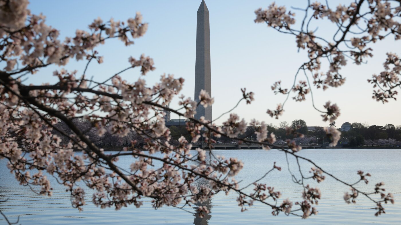 As D.C.'s cherry blossom trees near peak bloom, here's a guide to their history