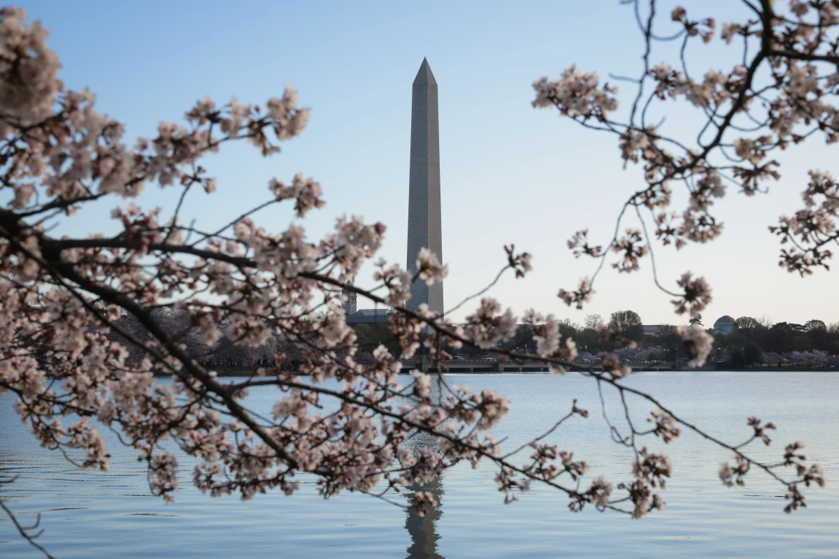The sun rises over the Washington Monument and blooming cherry blossoms at the Tidal Basin on March 27, 2025, in Washington, D.C.