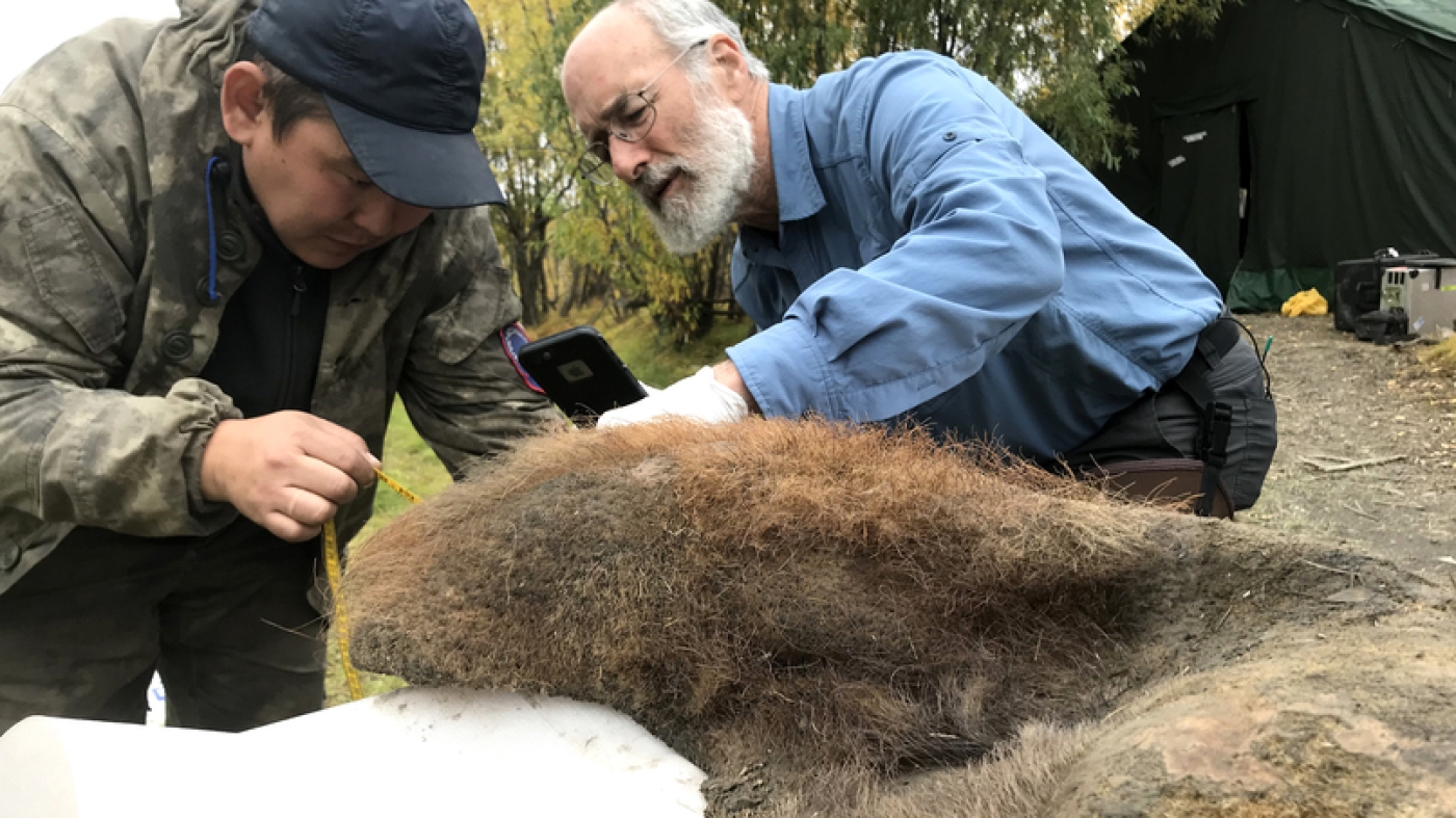 A 3D reconstruction of the woolly mammoth genome might help revive the extinct species A 3D reconstruction of the woolly mammoth genome might help revive the extinct species