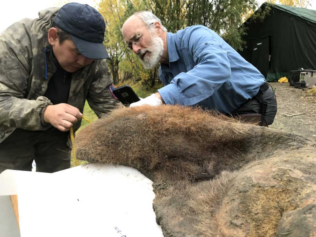 Valerii Plotnikov (left) from the Academy of Sciences of the Republic of Sakha, Yakutsk, Russia, and Daniel Fisher of the University of Michigan examine a woolly mammoth unearthed during a 2018 expedition.