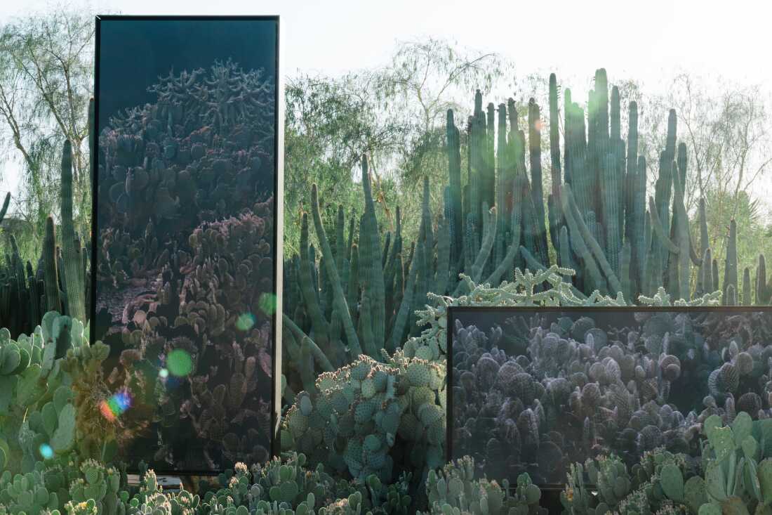 Present Echos from FRAMERATE: Desert Pulse, in which the plants in the garden bed were scanned every day for a year seen on April 14, 2026 at Desert Botanical Garden in Phoenix, Arizona.