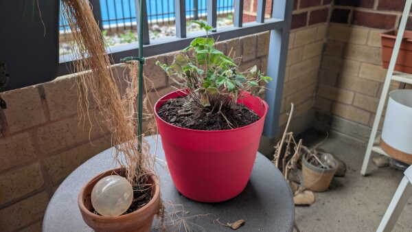 NPR producer Ana Perez's strawberry plant on a balcony on April 3.