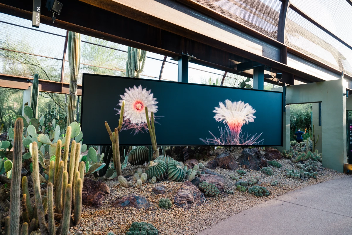 Calyx from FRAMERATE: Desert Pulse, in which cactus blooms are captured on April 14, 2026 at Desert Botanical Garden in Phoenix, Arizona.