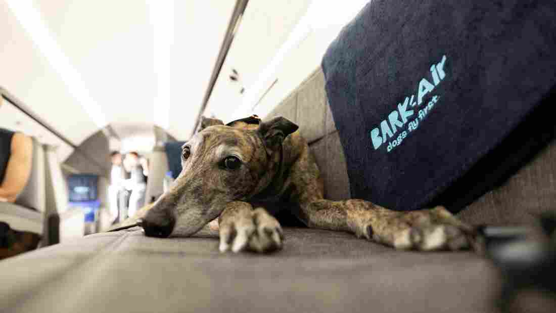 A dog rests on a seat in a plane, next to a blanket reading 