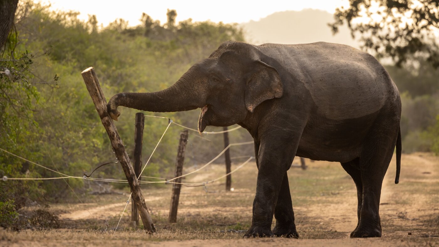 Sri Lanka's Elephant Jihad: When Woke Conservationism Goes Too Far