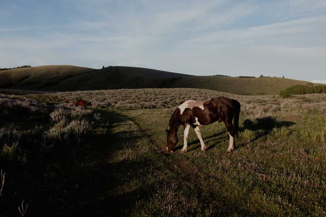 Greater Yellowstone Coalition’s Jared Baecker said that if the parcel ended up in the hands of private developers, it would 'absolutely fragment and hinder some of the greatest migrations of hoofed mammals in the lower 48 states.'