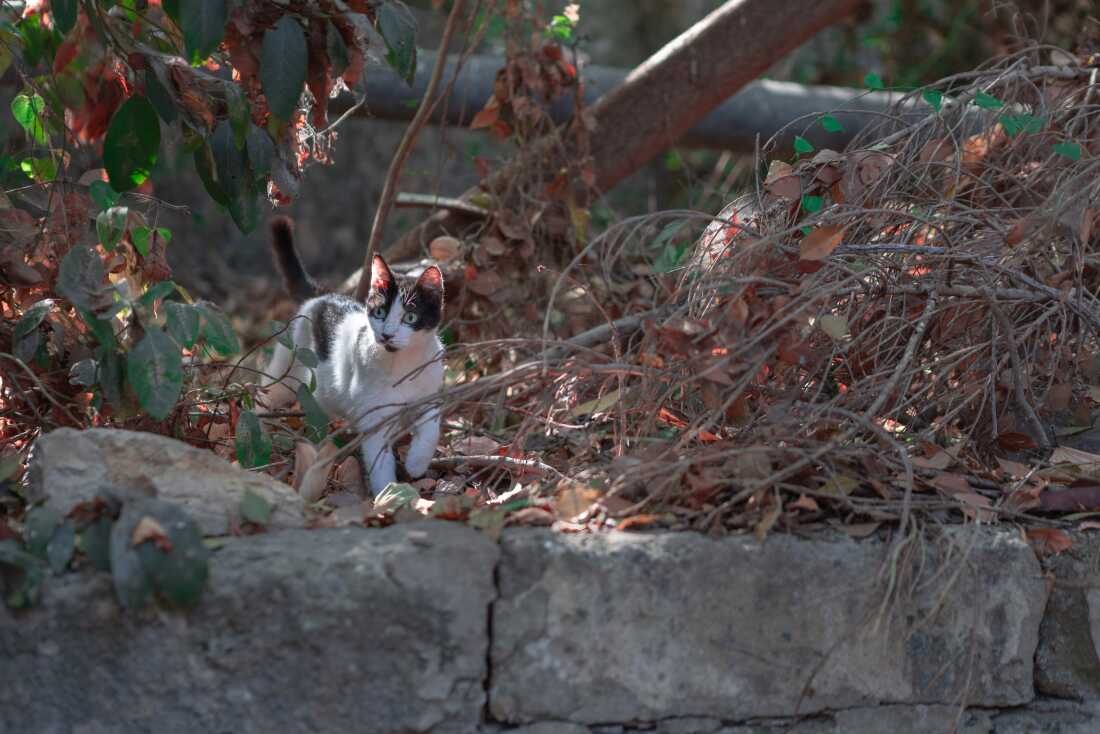 In between trees, in secluded and breezy corners, or in between benches, cats are considered royalty on the campus of the American University of Beirut, with specific closes in the code of conduct that force students to respect them.
