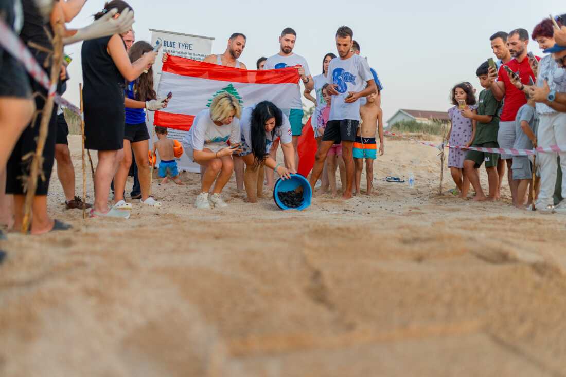 Before releasing sea turtle hatchlings to make their way to the sea, volunteers flatten a patch of sand and clear obstacles to help their departure, on Mansouri Beach, southern Lebanon.
