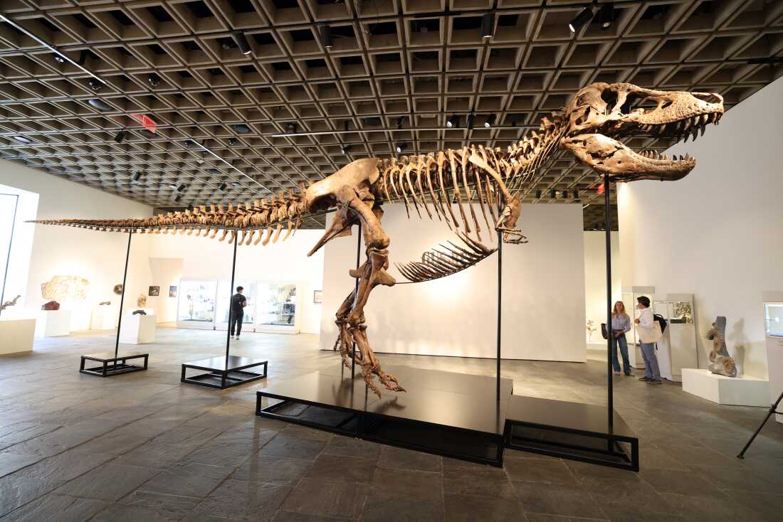"Gus," a Tyrannosaurus rex skeleton, is pictured during a press preview at Sotheby's in New York City on July 1.