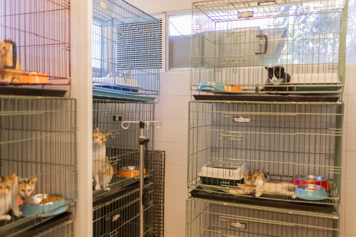 Cats are treated in the veterinary clinic, including spaying or neutering and given vaccines, before being released onto the campus.