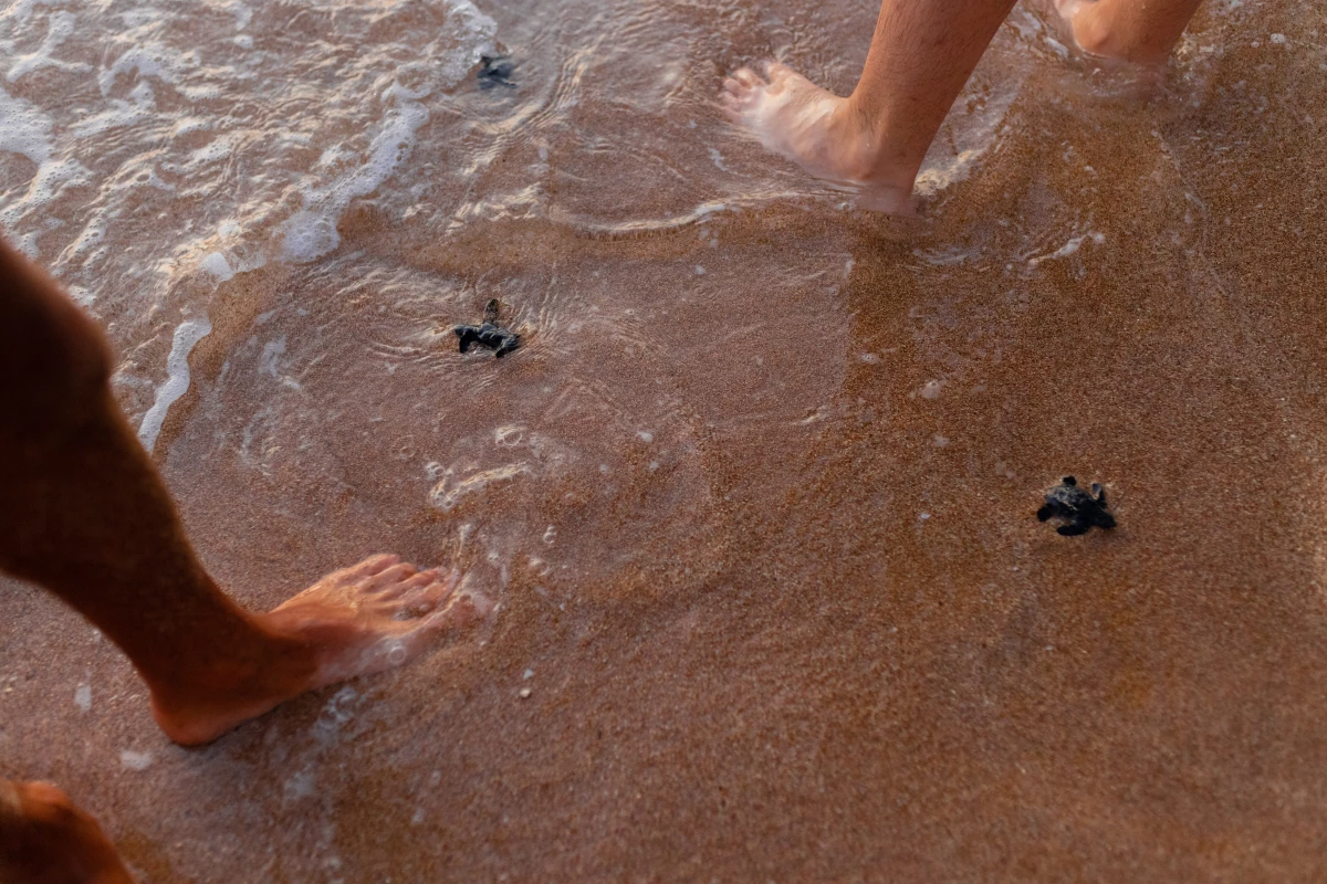 Once the baby sea turtles reach the sea, they are left to fend for themselves against other marine animals — as well as pollution and fishing — with females only coming back to shore after they're grown to lay eggs.
