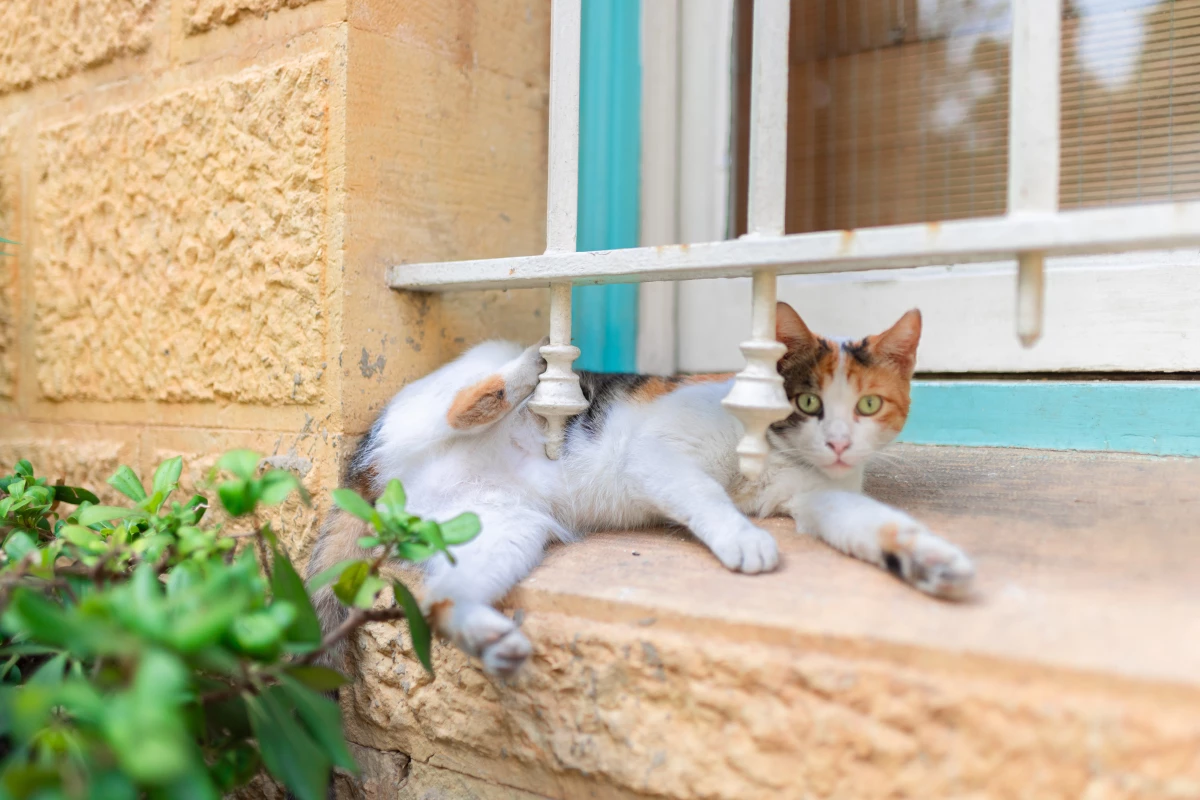 One of as many as 1,600 cats that live on campus at the American University of Beirut.