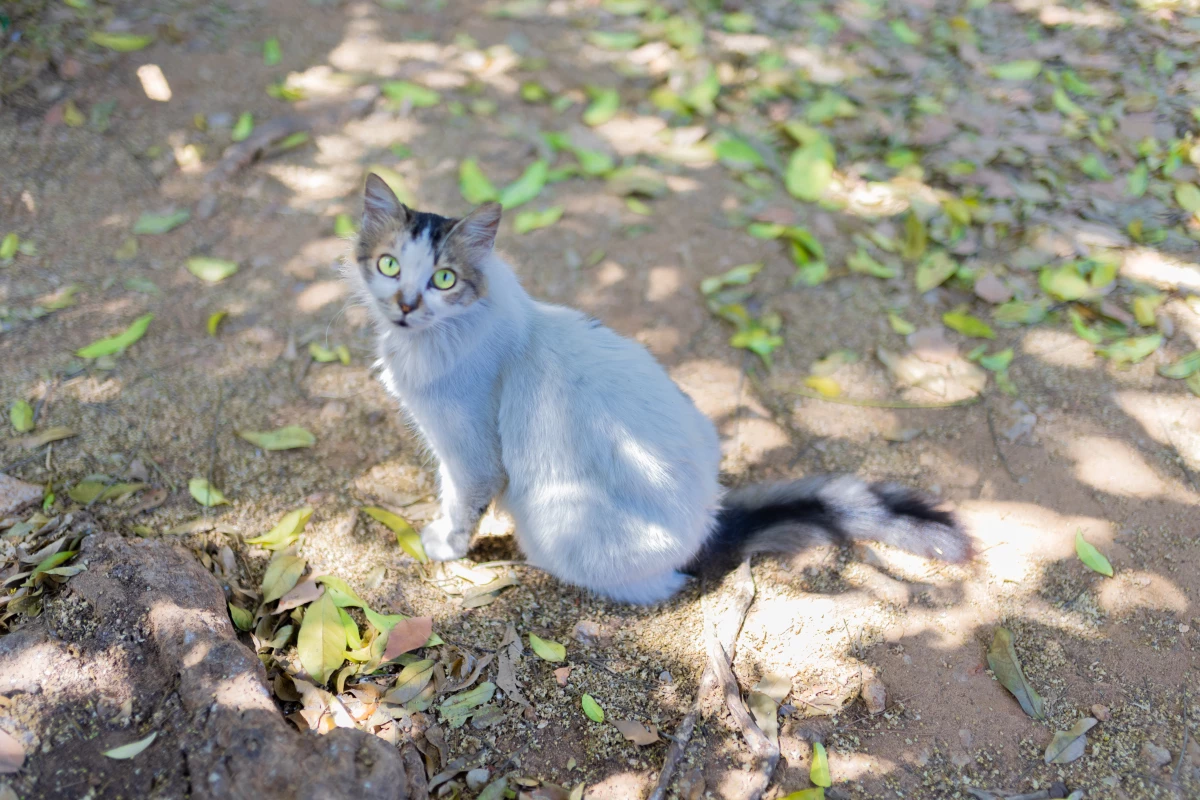 Out of the 1,600 cats that reside on the campus of the American University of Beirut, most of them have been abandoned by their owners, at a rate of around 10 cats per week.