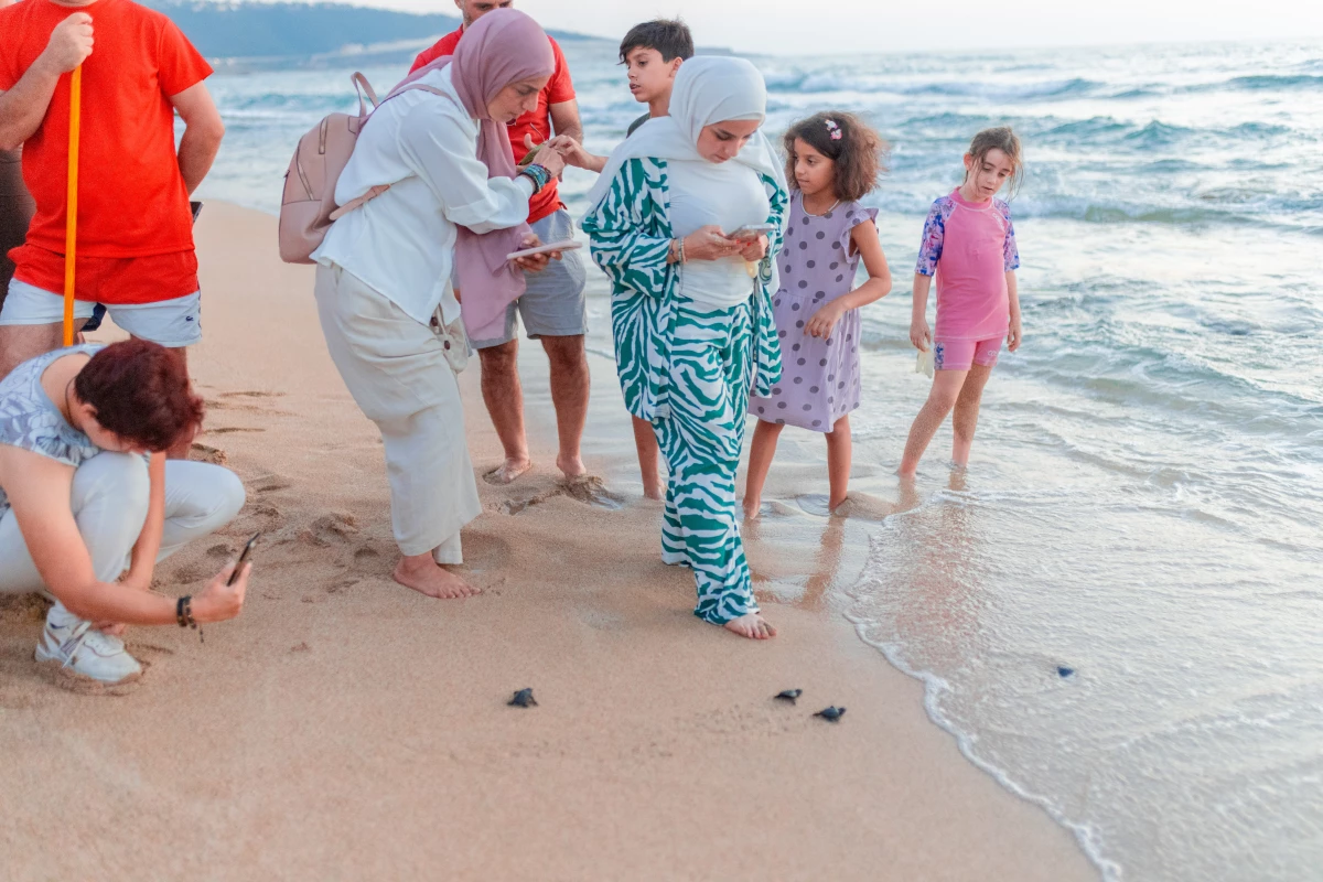 For years, the hatching of sea turtles has attracted curious viewers from all over Lebanon, but on Sept. 8, 2024, only a handful made it to the Mansouri Beach in Tyre, despite attacks by Israel on the southern border.