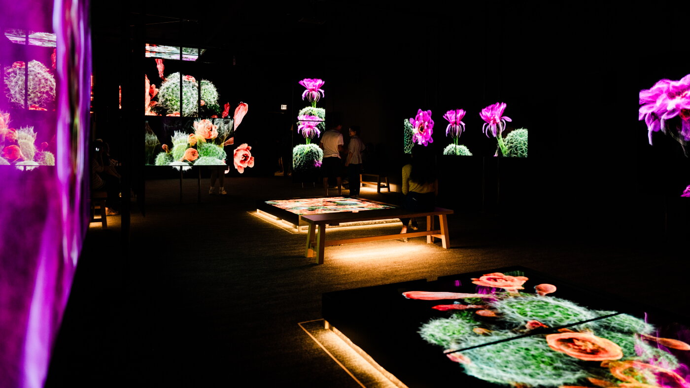 The Sonoran Desert teems with wildlife. These 3D scans could help ...