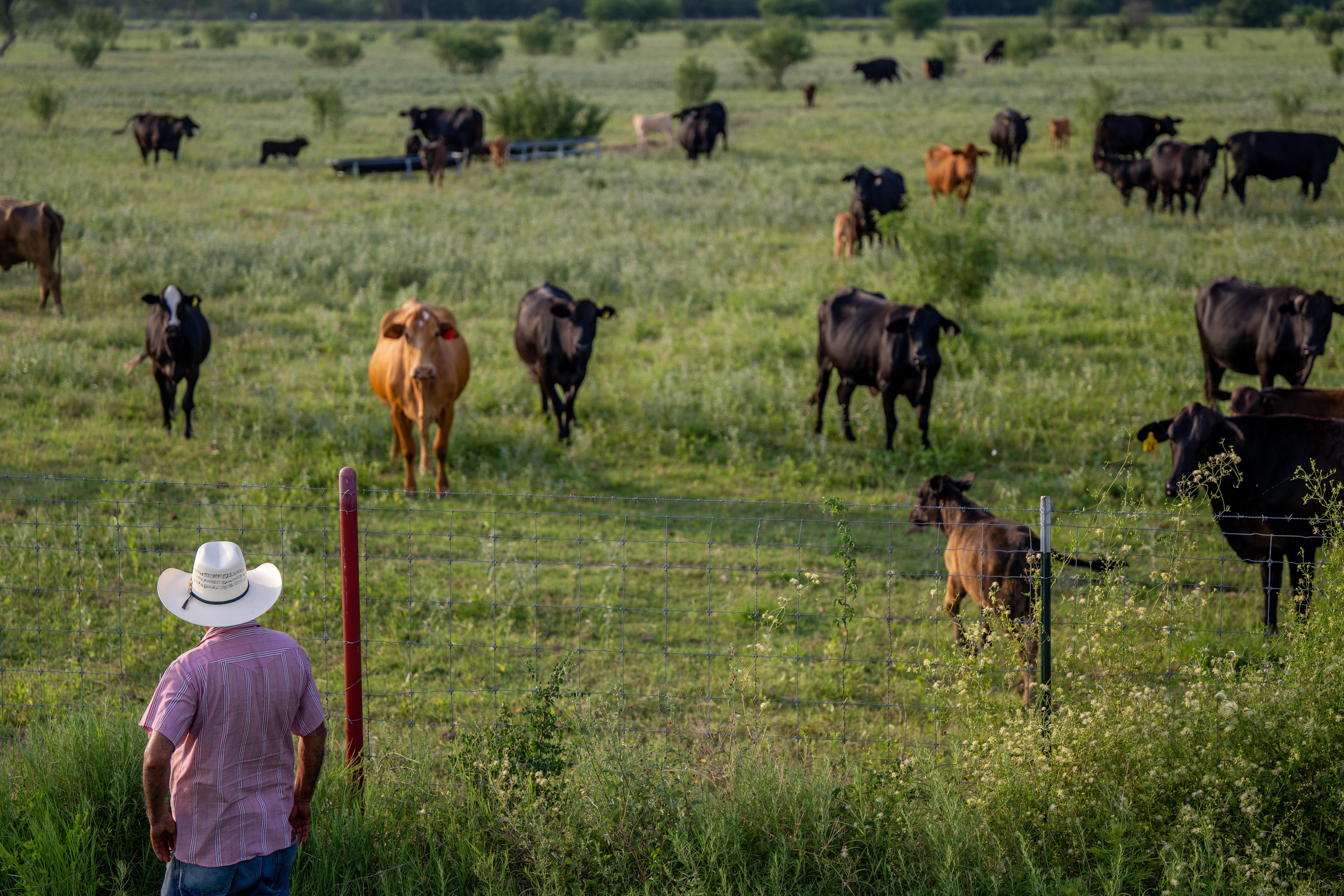 ‘A slap in the face’: Ranchers feel betrayed by Trump’s plan to buy Argentine beef ‘A slap in the face’: Ranchers feel betrayed by Trump’s plan to buy Argentine beef