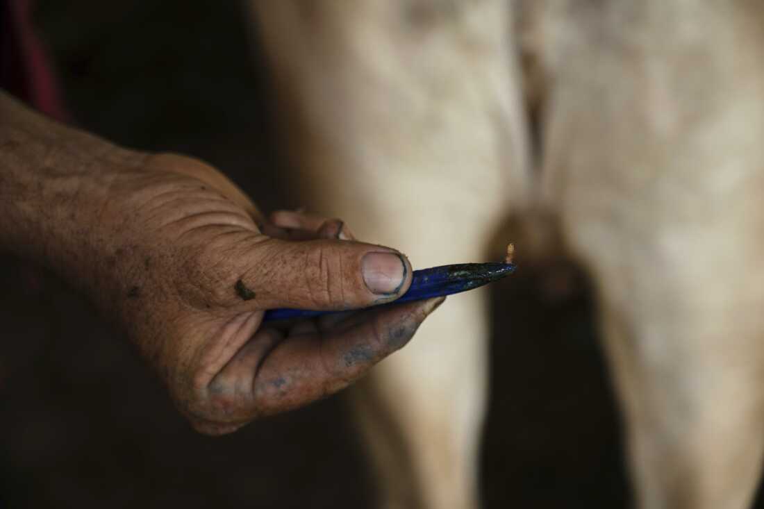 Ranchers in Mexico are struggling in opposition to a flesh-eating parasite infecting livestock