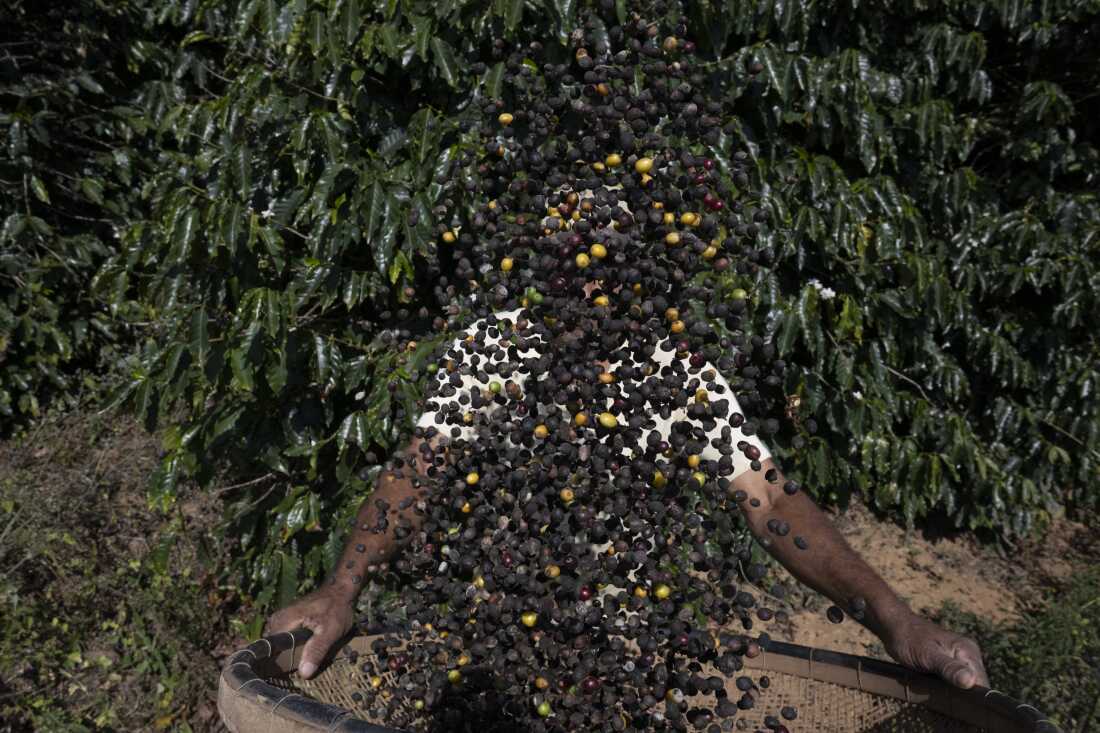 A man harvests coffee in Rio de Janeiro state, Brazil, on July 21.