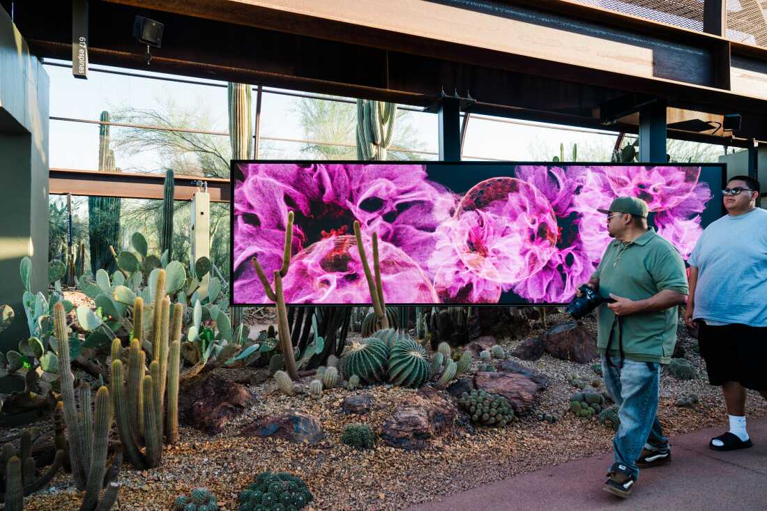 Visitors walk past Calyx from FRAMERATE: Desert Pulse, in which cactus blooms are captured on April 14, 2026 at Desert Botanical Garden in Phoenix, Arizona.