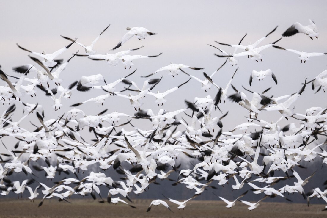 Bird Flu Detected at Maryland: Latest Updates and Safety Tips