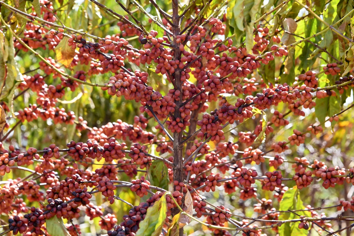 Coffee plants are seen at the Brazilian Agricultural Research Corporation experimental farm in Brazil in 2022. Coffee production in Brazil is leading to deforestation, a nonprofit group says.