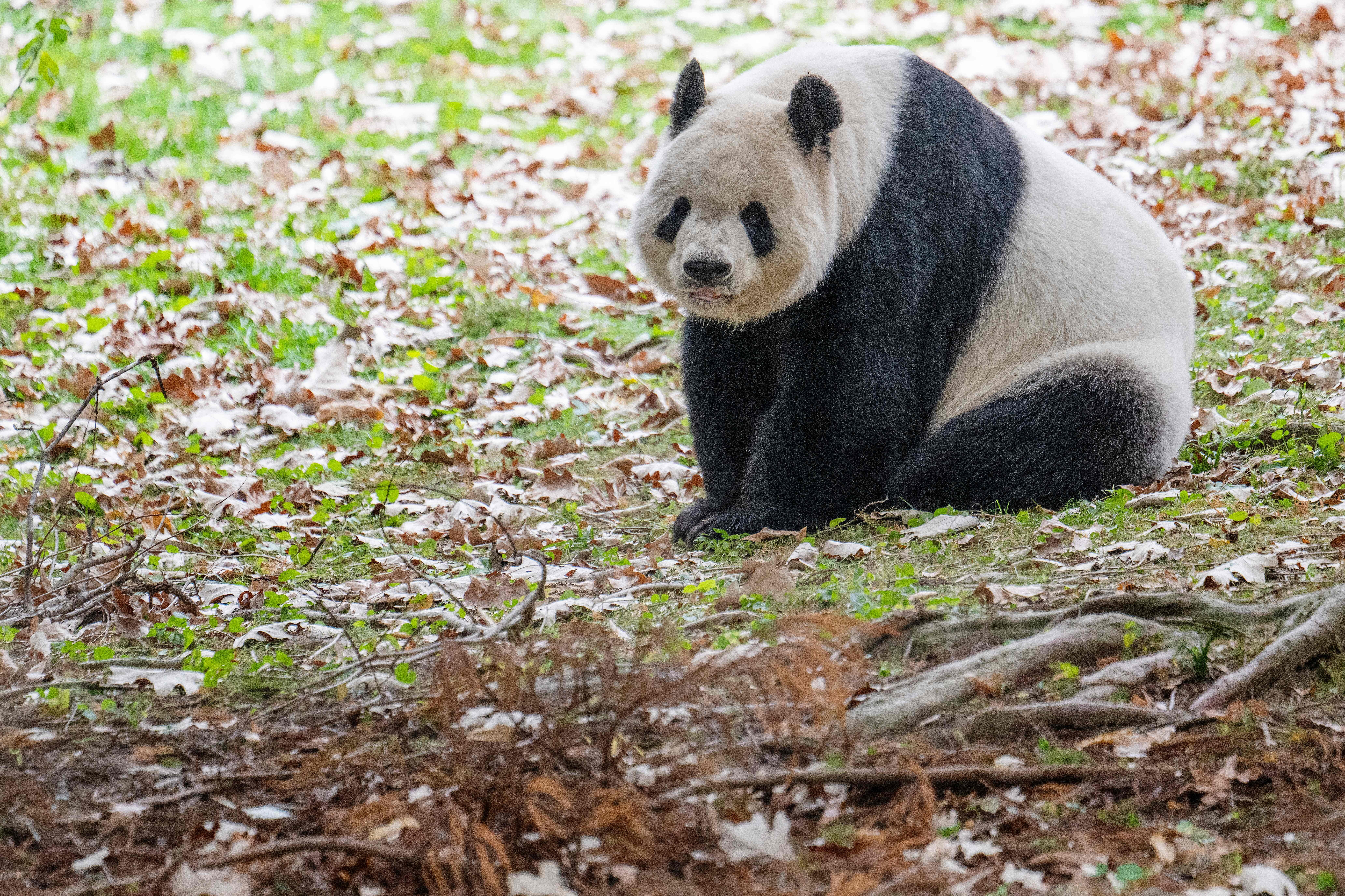 US-CHINA-DIPLOMACY-PANDA