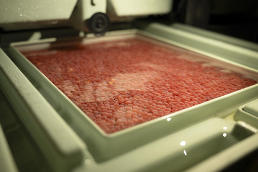 King salmon eggs sit in an incubation tray at Pillar Creek hatchery. The Kodiak Regional Aquaculture Association is raising king salmon spawned from wild Karluk River fish in hopes of saving the run.