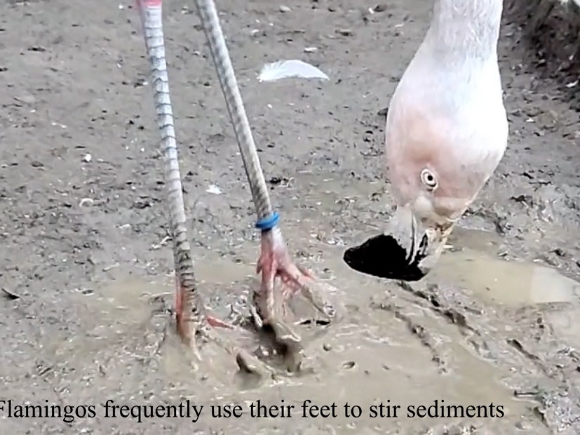Scientists have figured out why flamingos are such weird eaters