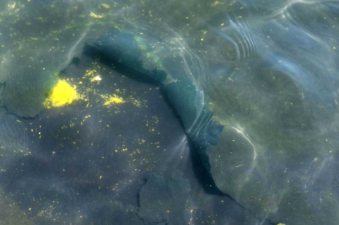 A peeling section of blue coating is seen in the Lincoln Memorial Reflecting Pool, Saturday, June 20, 2026, in Washington. 