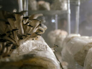 Mushrooms grow in a fruiting room inside a former hog barn retrofitted by the Faaborg family. The Faaborg family makes their own mushroom blocks. They are 50% soy hull, 50% hardwood pellets.
