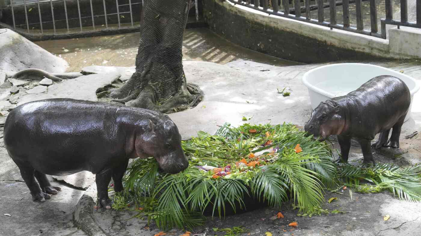 Thousands celebrate baby hippo Moo Deng's first birthday at a Thailand zoo