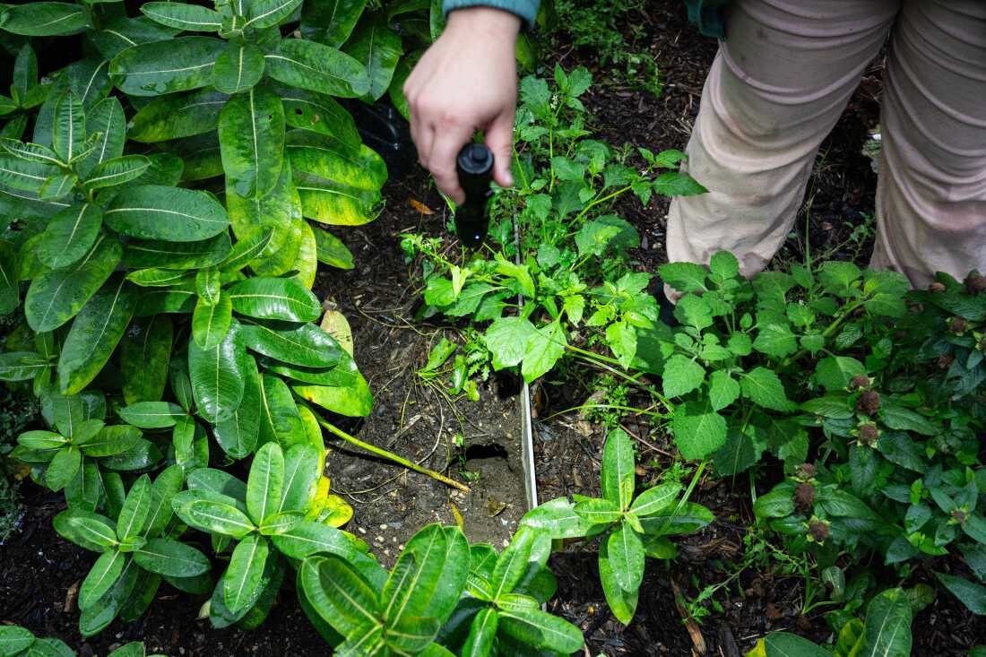 纽约市首任灭鼠主管凯瑟琳·科拉迪 (Kathleen Corradi) 用手电筒指向 Collect Pond 公园的一个老鼠洞的入口。