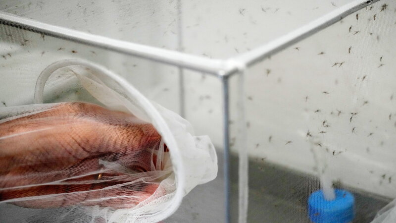 As Europe warms, Italy sees West Nile virus spread