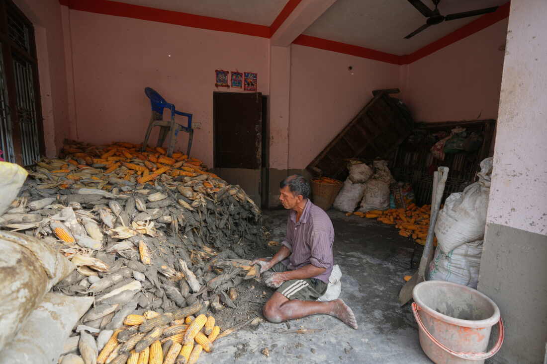 A farmer cleans his corn crop after flash floods in Nepal’s Nuwakot district on Saturday, Aug. 29, 2026.