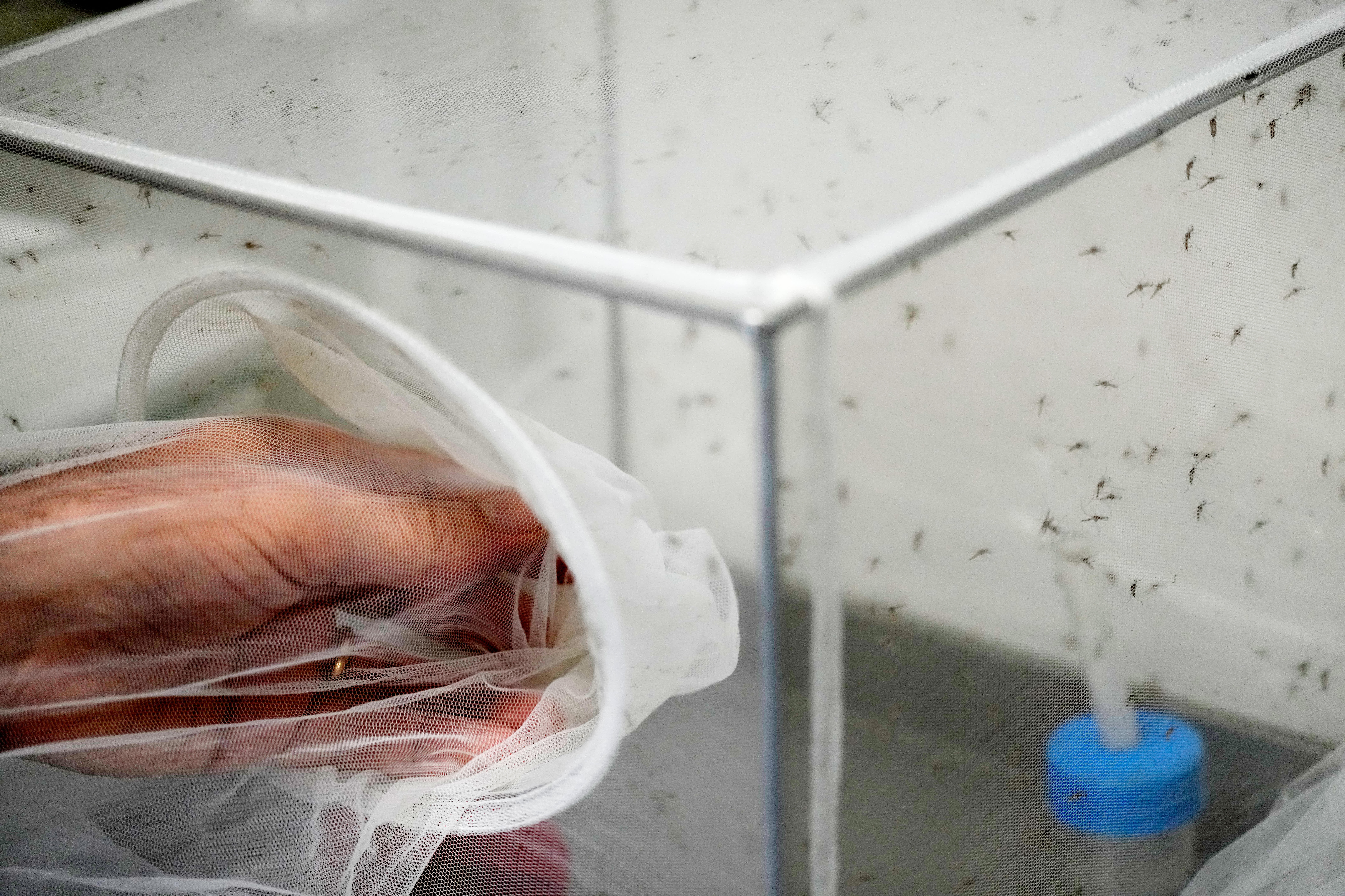 As Europe warms, Italy sees West Nile virus spread