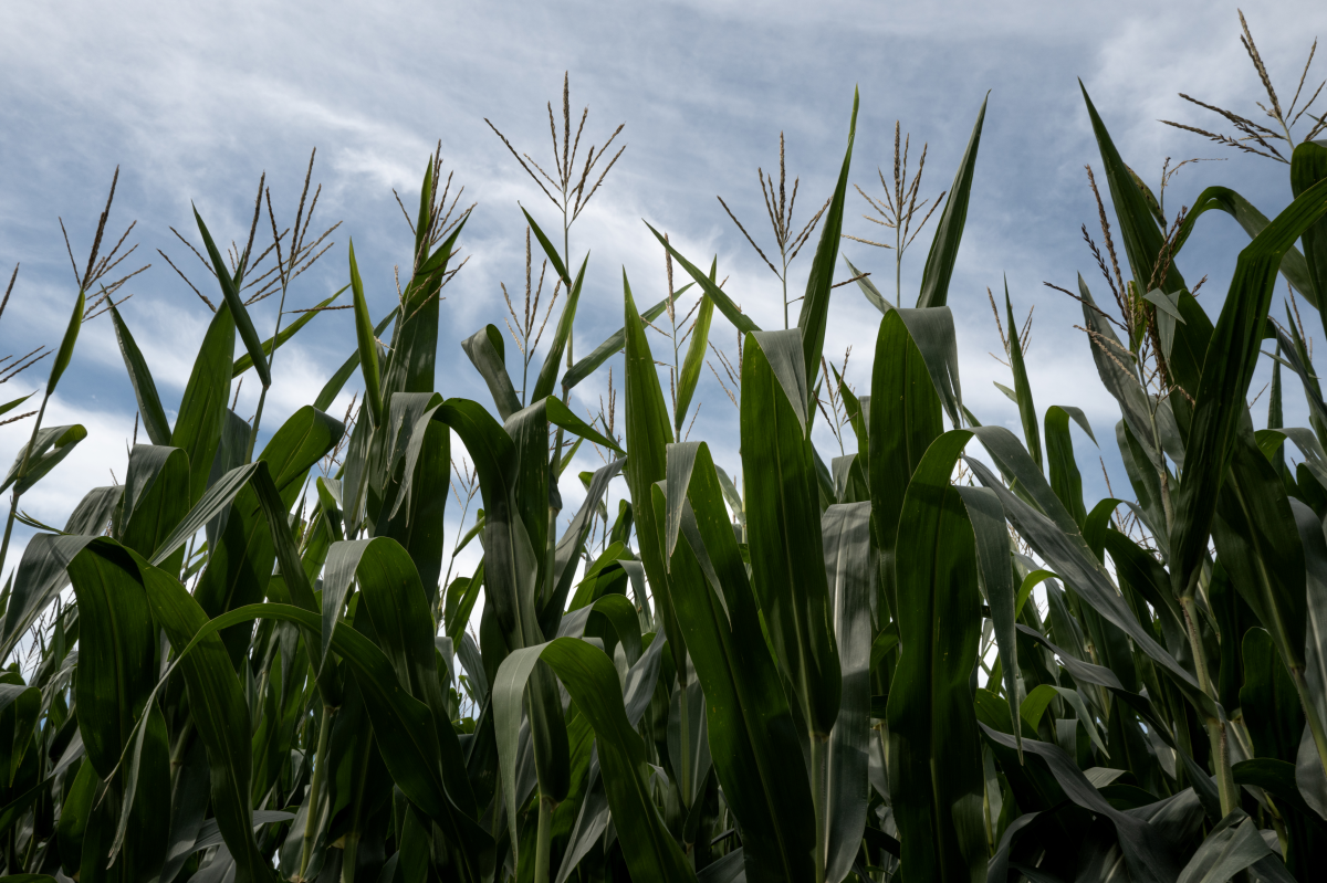 Corn grows on a farm on August 11, 2024, near Elizabeth, Ill.