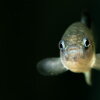 A Devils Hole pupfish is pictured at the Ash Meadows Fish Conservation Facility in Nevada. Scientists recently took captive-bred pupfish from this facility and introduced them into the species' natural habitat in Death Valley National Park.