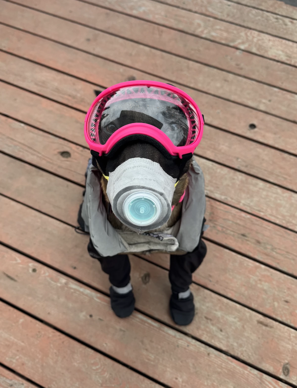 Sinister, a Belgian Malinois, wears a canine respirator that his owners bought in the event of an eruption of Mount Spurr. Experts say that dogs should be trained to wear a mask before it's needed.