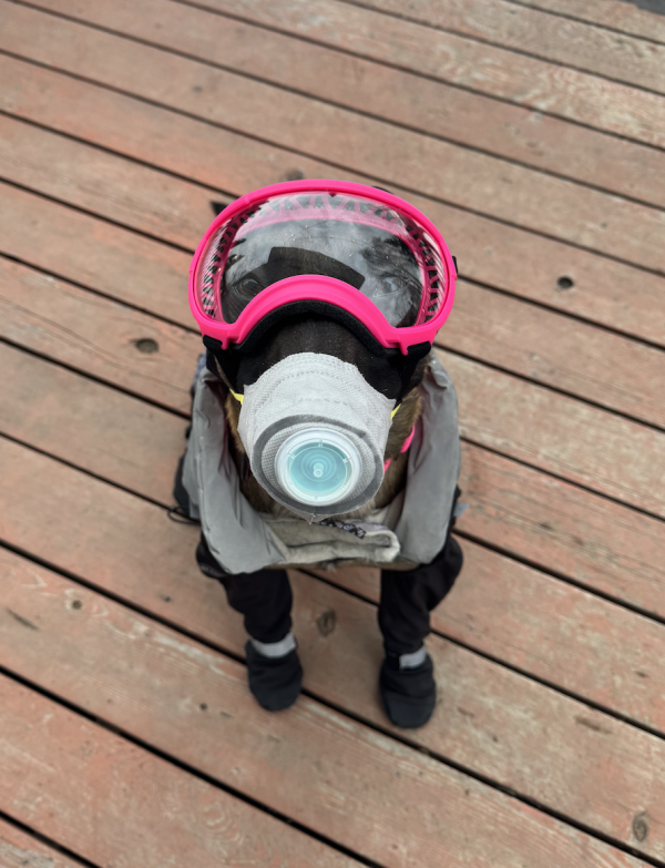 Sinister, a Belgian Malinois, wears a canine respirator that his owners bought in the event of an eruption of Mount Spurr. Experts say that dogs should be trained to wear a mask before it's needed.